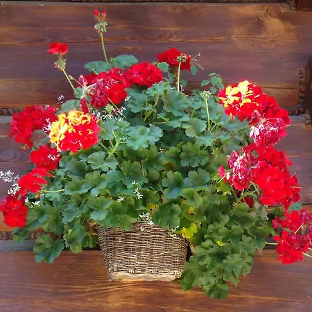 Patchwork Barn בית נופש *